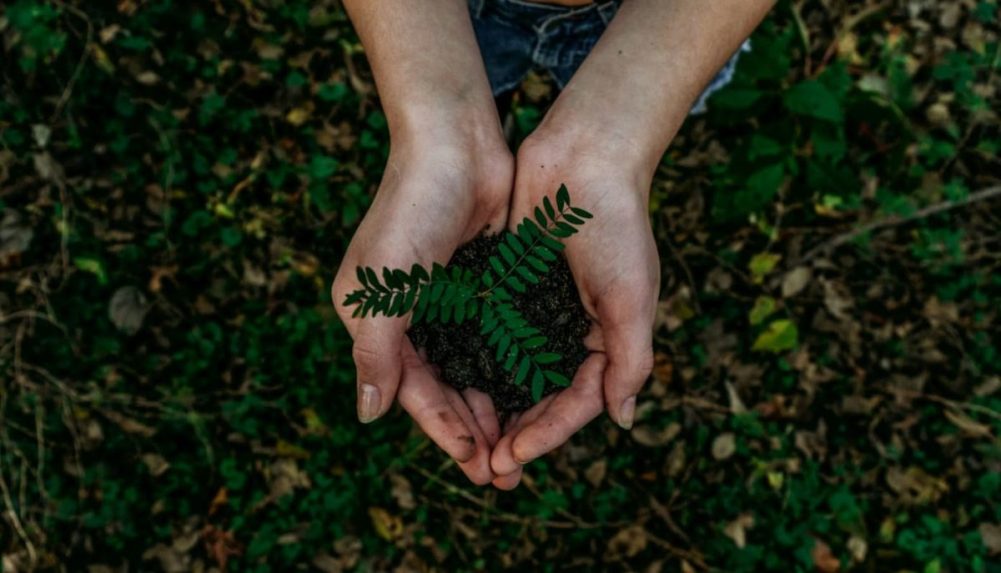 Person holding a plant